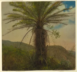 Tree Fern, Jamaica