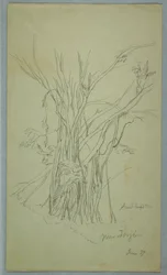 Tree with Many Separated Trunks near Jorje, Ecuador