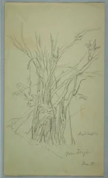 Tree with Many Separated Trunks near Jorje, Ecuador, June 1857