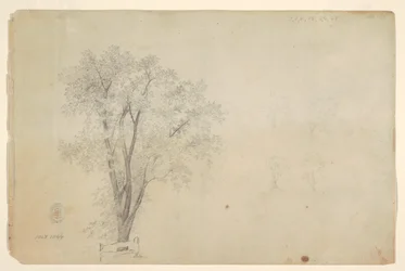 Trees