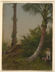 Trees in Jamaica, West Indies