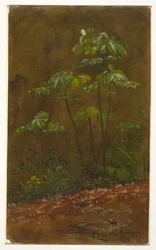 Trumpet Tree, Jamaica