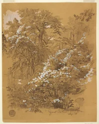 Woodland Scene, Goat Island, Niagara River, New York