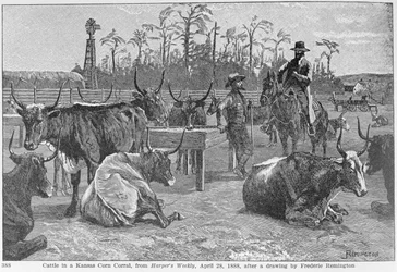 Cattle in a Kansas Corn Corral, illustration from 