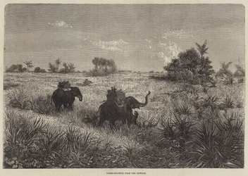 India and the Prince of Wales, Tiger-Shooting from the Howdah