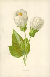 Abutilon