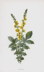 Agrimony