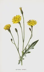 Autumnal Hawkbit