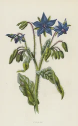 Borage