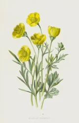 Bulbous Crowfoot