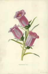 Canterbury Bell