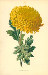 Chrysanthemum