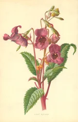 Ciant Balsam