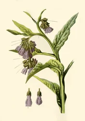 Comfrey