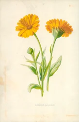 Common Marigold