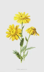 Corn-Marigold