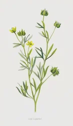 Corn Crowfoot
