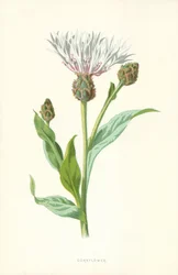 Cornflower