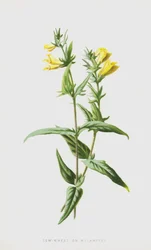 Cow-Wheat or Melampyre