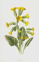 Cowslip