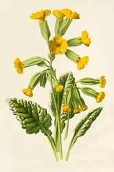 Cowslip