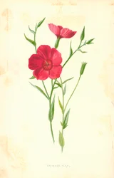 Crimson Flax