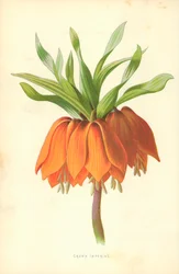 Crown Imperial