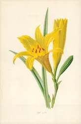 Day Lily
