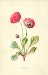 Double Daisy