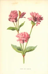 Double Red Campion