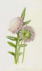 Field Scabious
