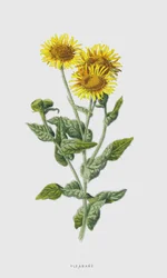 Fleabane