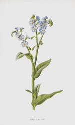Forget-Me-Not