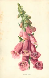 Foxglove