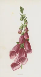 Foxglove