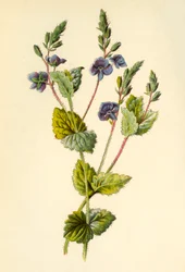Germander Speedwell
