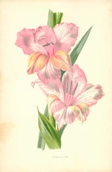 Gladiolus