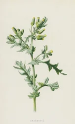 Groundsel