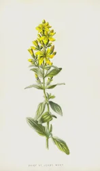 Hairy St Johns Wort