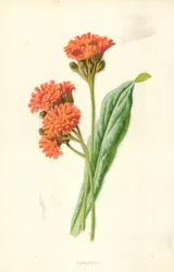 Hawkweed