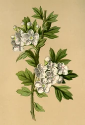 Hawthorn
