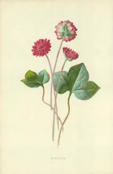 Hepatica
