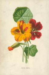Indian Cress