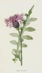 Larger Knapweed