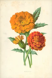 Marigold
