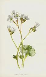 Meadow Saxifrage