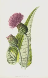 Melancholy Thistle