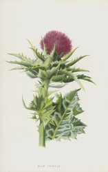 Milk Thistle
