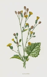 Nipplewort