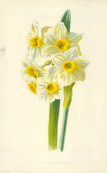 Polyanthus Narciss